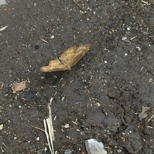 ผีเสื้อหนอนละหุ่งธรรมดา · Common Castor Butterfly · Ariadne merione