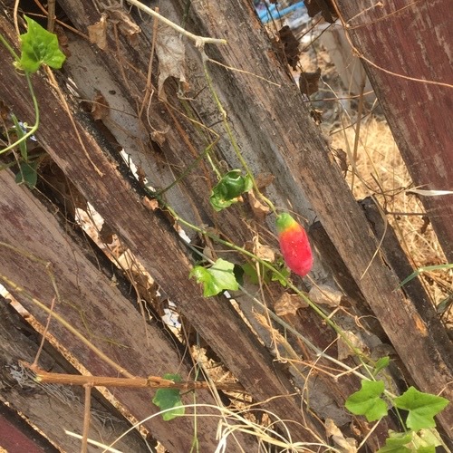 ตำลึง · Ivy gourd · Coccinia grandis