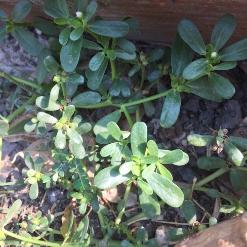 ผักเบี้ยใหญ่ · Common Purslane · Portulaca oleracea