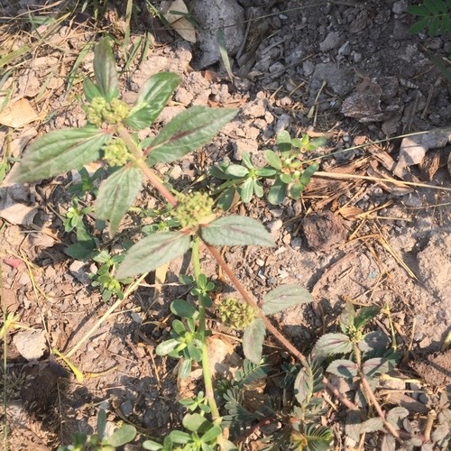 น้ำนมราชสีห์ · Asthma Plant · Euphorbia hirta