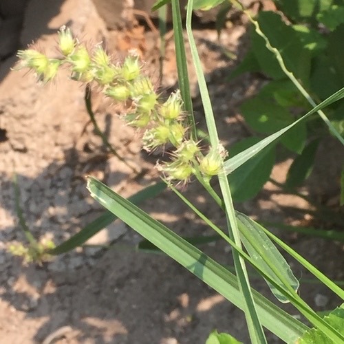 buffelgrass · Cenchrus ciliaris