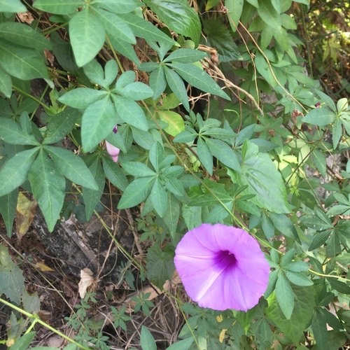 ผักบุ้งรั้ว · Mile-a-minute vine · Ipomoea cairica
