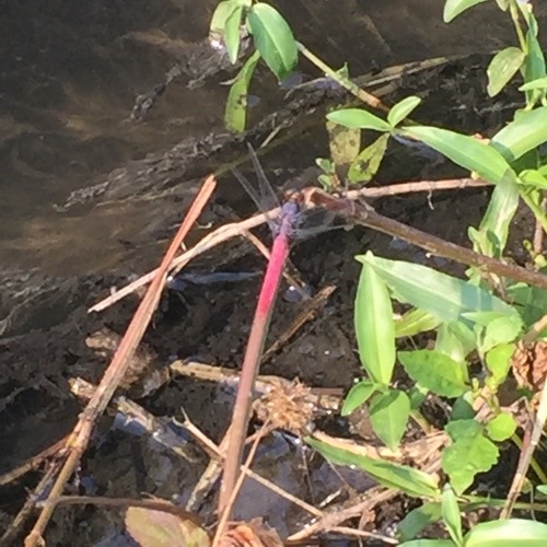 ชนิดย่อย แมลงปอบ้านเสืออกม่วงท้องแดง · Common Red Skimmer · Orthetrum neglectum