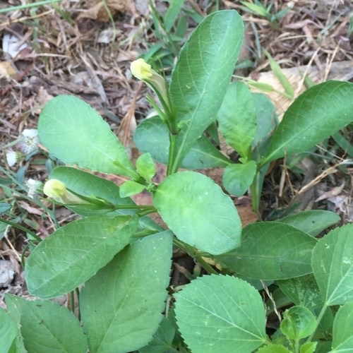 ต้อยติ่ง · Popping Pod · Ruellia tuberosa