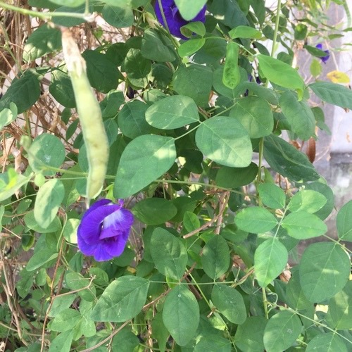 อัญชัน · Blue Pea · Clitoria ternatea