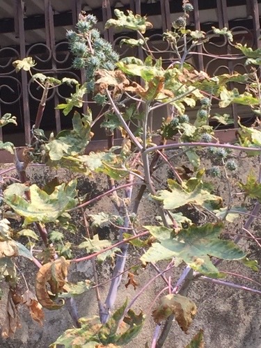 ละหุ่ง · castor bean · Ricinus communis