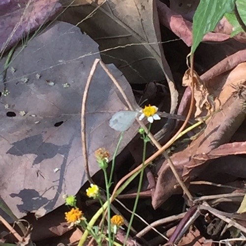 ผีเสื้อขาวแคระ · Psyche · Leptosia nina
