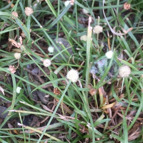 whitehead spikesedge · Cyperus mindorensis