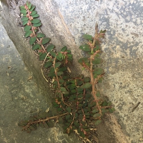 น้ำนมราชสีห์เล็ก · Red Caustic-creeper · Euphorbia thymifolia