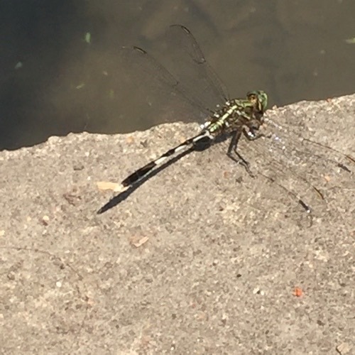 แมลงปอบ้านเสือลายเขียว · Slender Skimmer · Orthetrum sabina
