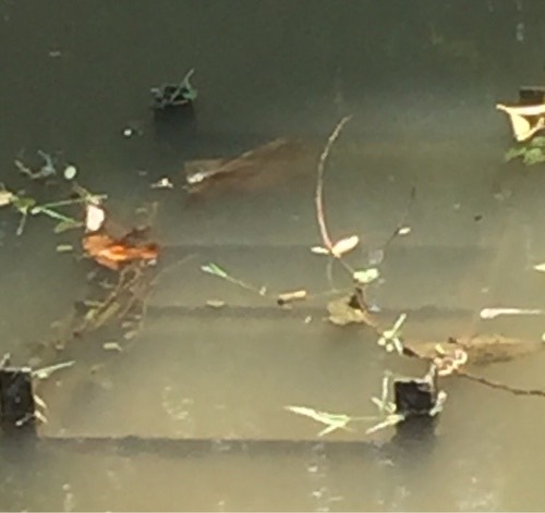 แมลงปอบ้านปีกเปื้อนส้ม · Ditch Jewel · Brachythemis contaminata