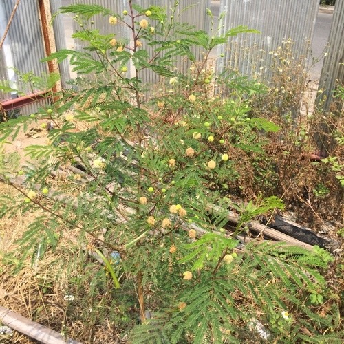 กระถิน · White leadtree · Leucaena leucocephala