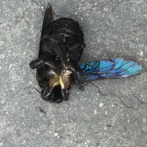 แมลงภู่ยักษ์หนวดแคบ · Slender-scaped Carpenter Bee · Xylocopa tenuiscapa
