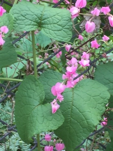 พวงชมพู · Coral Vine · Antigonon leptopus