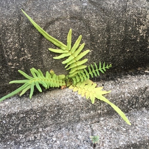 กูดหมาก · Ladder brake · Pteris vittata