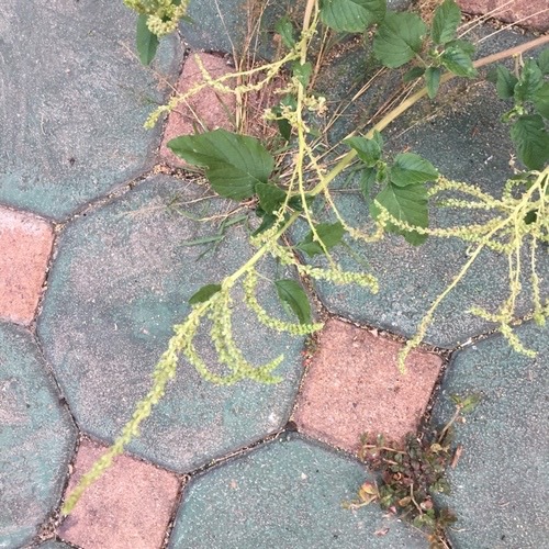 ผักโขม · green amaranth · Amaranthus viridis