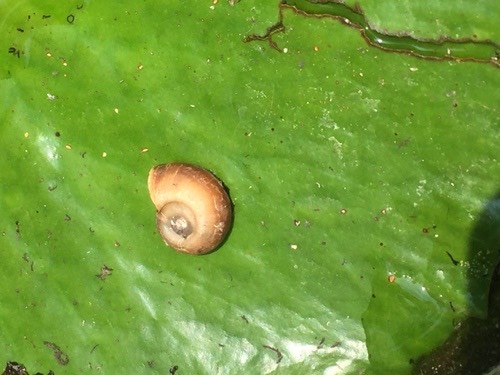 หอยคัน · Indoplanorbis exustus