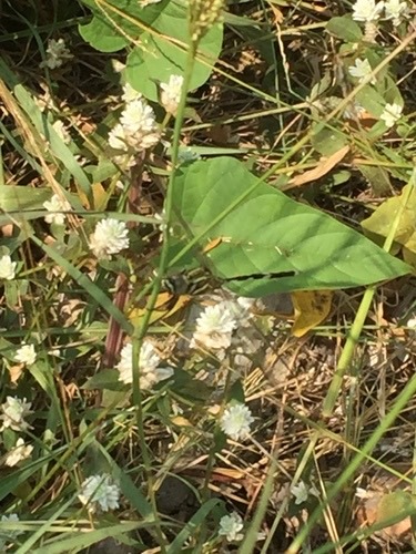 แมลงปอบ้านเสือลายเขียว · Slender Skimmer · Orthetrum sabina