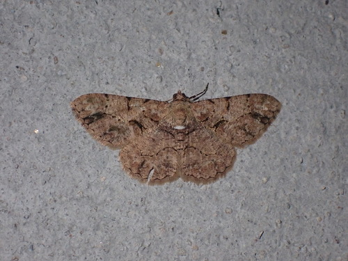 Psilalcis bisinuata