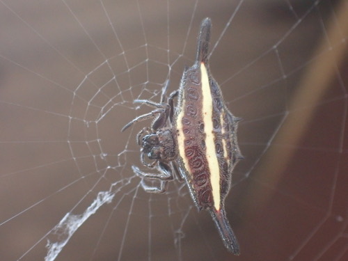 Parallel-spined Spiny Orbweaver · Gasteracantha diardi