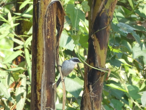 นกยอดหญ้าสีเทา · Grey Bushchat · Saxicola ferreus