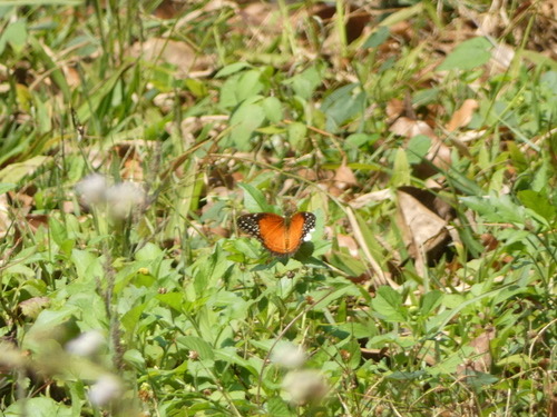 ผีเสื้อกะทกรกแดง · Red Lacewing Butterfly · Cethosia biblis