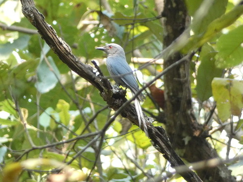 นกแซงแซวสีเทา · Ashy Drongo · Dicrurus leucophaeus