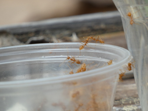 มดแดง · Asian Weaver Ant · Oecophylla smaragdina