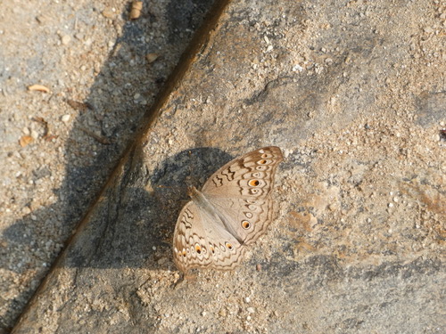 ผีเสื้อแพนซีเทา · Grey Pansy · Junonia atlites