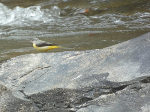 นกเด้าลมหลังเทา · Grey Wagtail · Motacilla cinerea