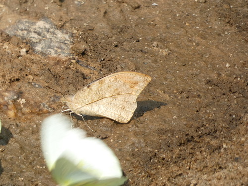 ผีเสื้อปลายปีกส้มใหญ่ · Great Orange Tip · Hebomoia glaucippe