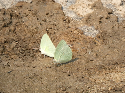 ผีเสื้อหนอนคูนธรรมดา · Lemon Migrant · Catopsilia pomona