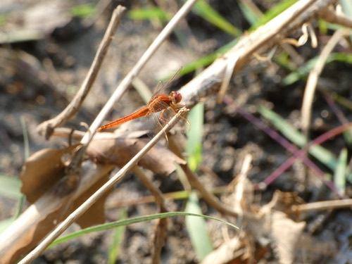 แมลงปอบ้านบ่อ · Scarlet Skimmer · Crocothemis servilia