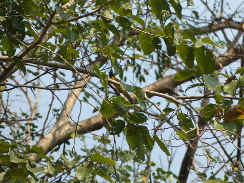 นกปรอดเหลืองหัวจุก · Black-crested Bulbul · Rubigula flaviventris
