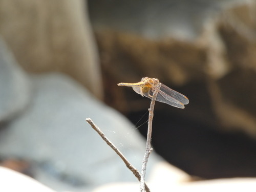 แมลงปอบ้านไตรมิตรสีชมพู · Crimson Marsh Glider · Trithemis aurora