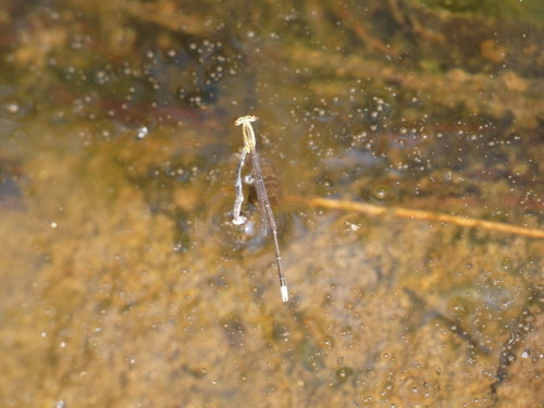 แมลงปอเข็มยาวปลายเด่น · Yellow featherlegs · Copera marginipes
