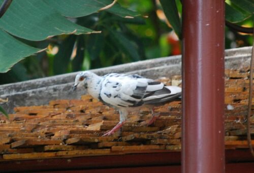 นกพิราบป่าปละ · Feral Pigeon · Columba livia domestica