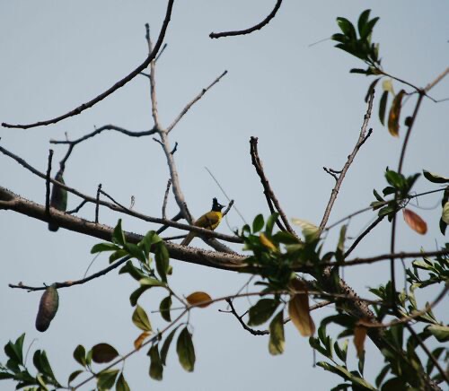 นกปรอดเหลืองหัวจุก · Black-crested Bulbul · Rubigula flaviventris