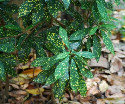 โกสน · Variegated Croton · Codiaeum variegatum