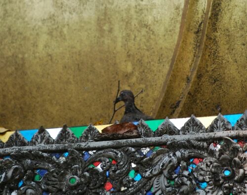 นกเขาใหญ่ · Spotted Dove · Spilopelia chinensis