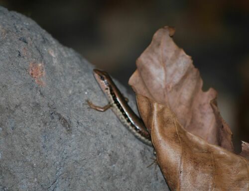 จิ้งเหลนภูเขาเกล็ดเรียบ · Spotted Forest Skink · Sphenomorphus maculatus