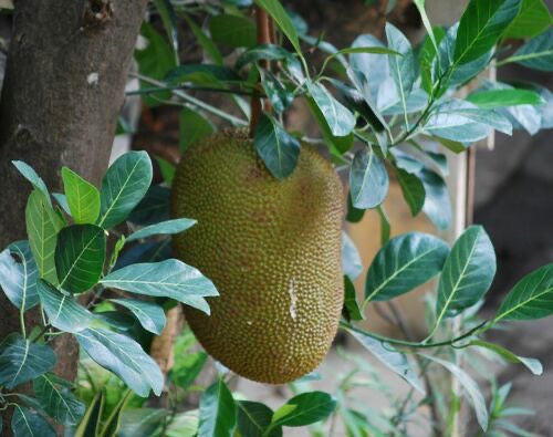ขนุน · Jackfruit · Artocarpus heterophyllus