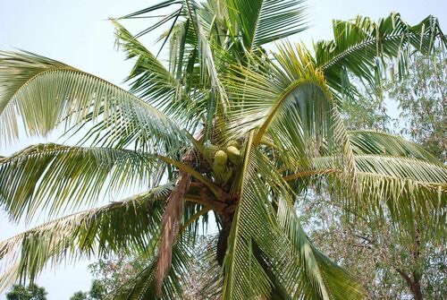มะพร้าว · coconut palm · Cocos nucifera