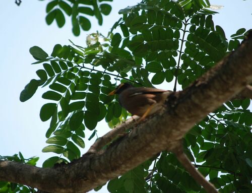 นกเอี้ยงสาริกา · Common Myna · Acridotheres tristis