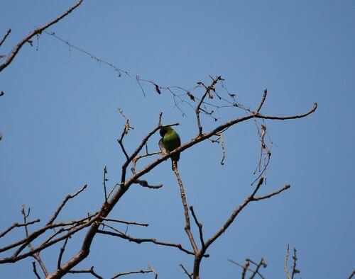 นกเขียวก้านตองหน้าผากสีทอง · Golden-fronted Leafbird · Chloropsis aurifrons