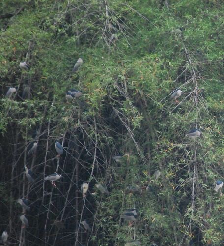 นกแขวก · Black-crowned Night Heron · Nycticorax nycticorax