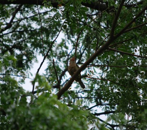 นกโพระดกธรรมดา · Lineated Barbet · Psilopogon lineatus