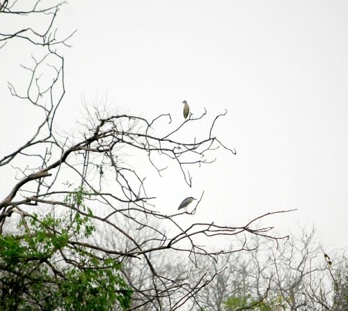 นกแขวกโลกเก่า · Eurasian Black-crowned Night-Heron · Nycticorax nycticorax nycticorax