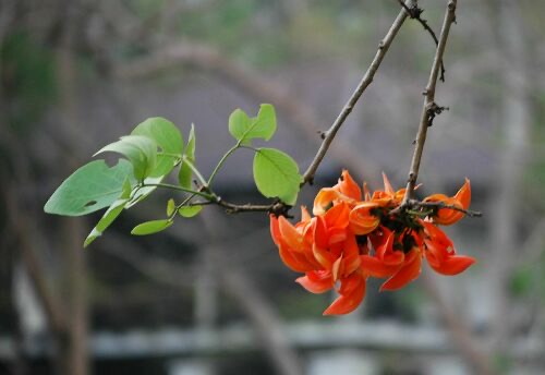 ทองกวาว · Flame of The Forest · Butea monosperma