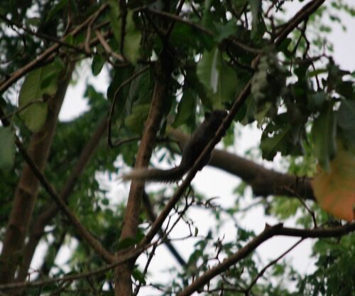 กระรอกปลายหางดำ · Northern Gray-bellied Squirrel · Callosciurus caniceps